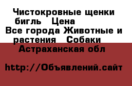 Чистокровные щенки бигль › Цена ­ 15 000 - Все города Животные и растения » Собаки   . Астраханская обл.